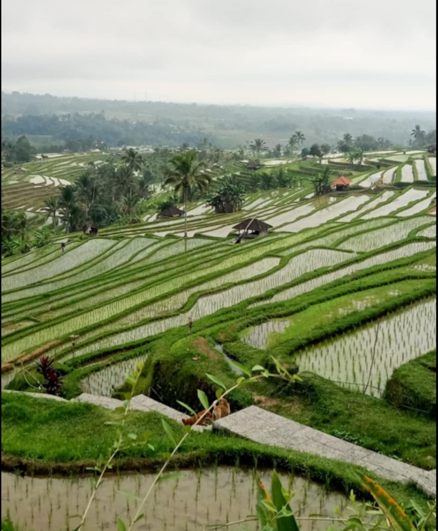 Jati Luwih